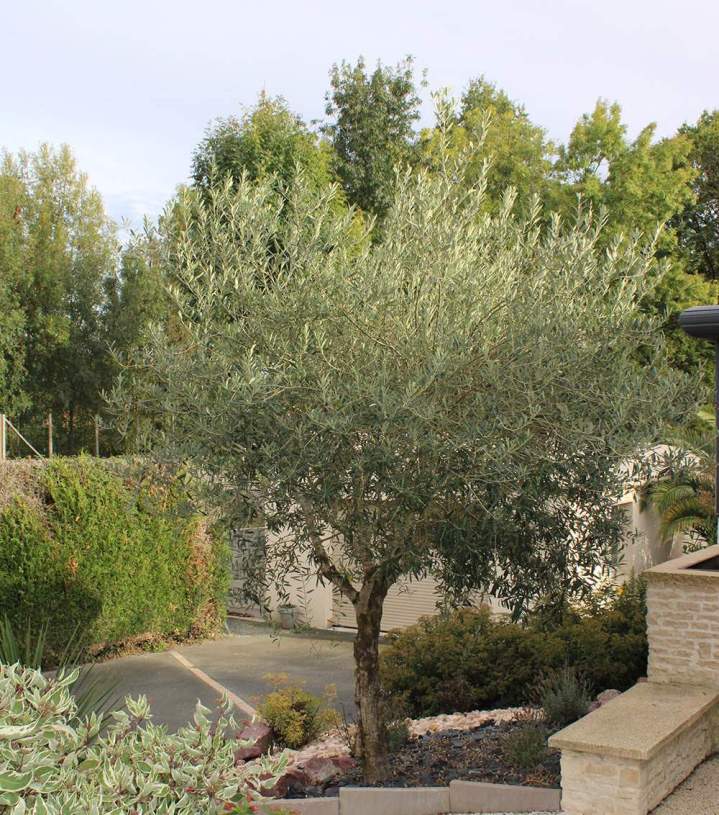 Entretien paysager Fontenay-le-Comte