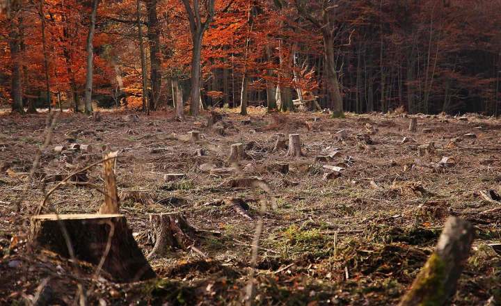 Travaux de défrichage Fontenay-le-Comte