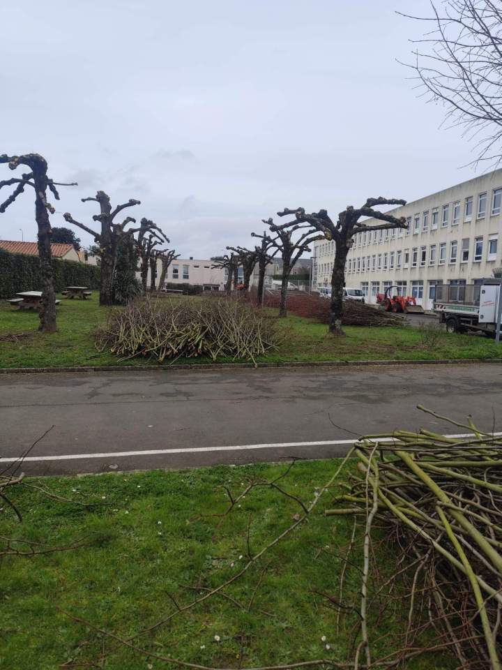 Abattage arbre Fontenay-le-Comte