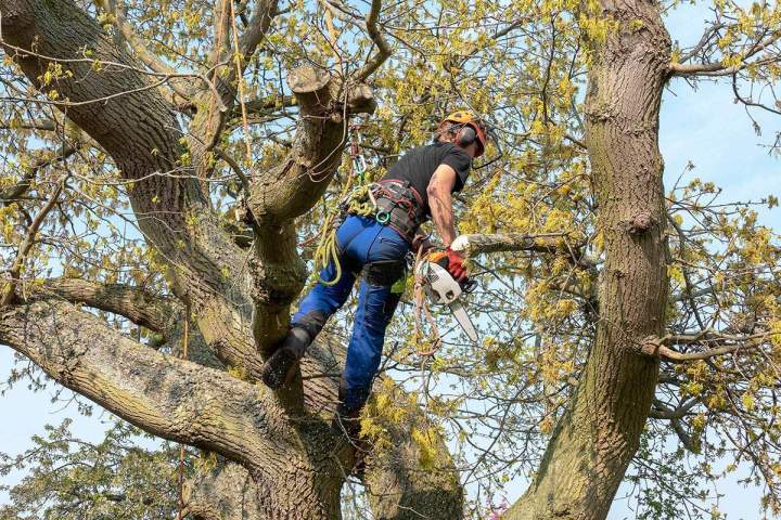 Travaux d'entretien des arbres, réalisés par des professionnels qualifiés