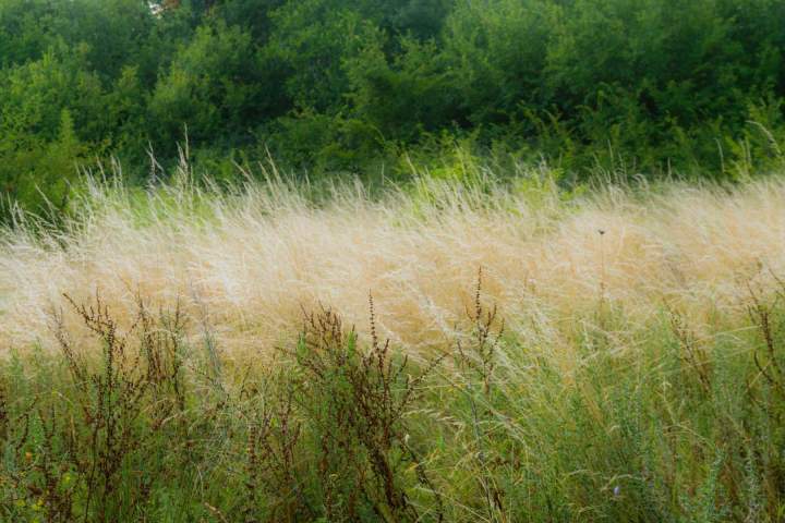 Enlèvement de tous les végétaux encombrants